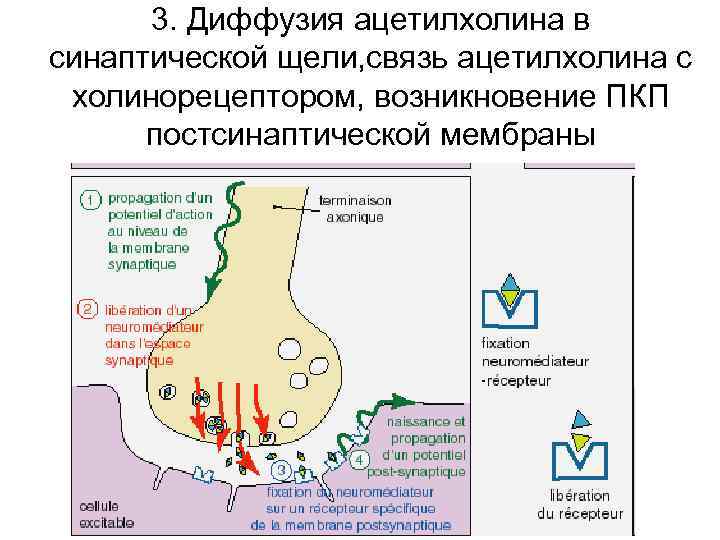 3. Диффузия ацетилхолина в синаптической щели, связь ацетилхолина с холинорецептором, возникновение ПКП постсинаптической мембраны