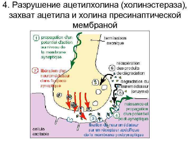 4. Разрушение ацетилхолина (холинэстераза), захват ацетила и холина пресинаптической мембраной 
