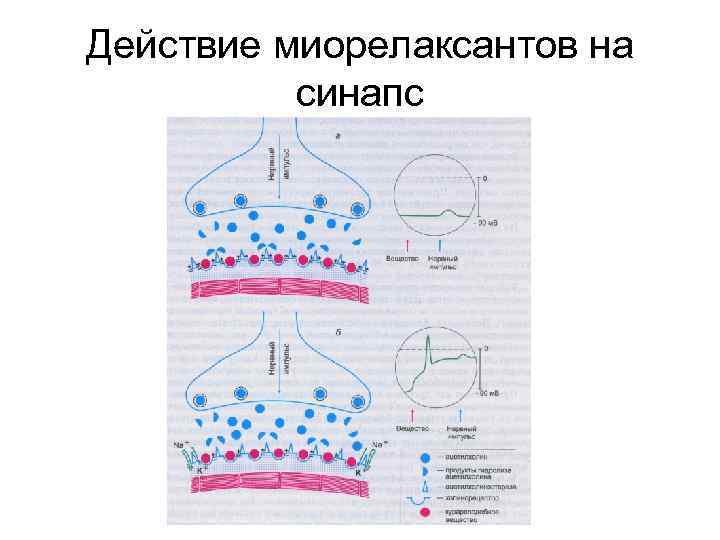 Действие миорелаксантов на синапс 