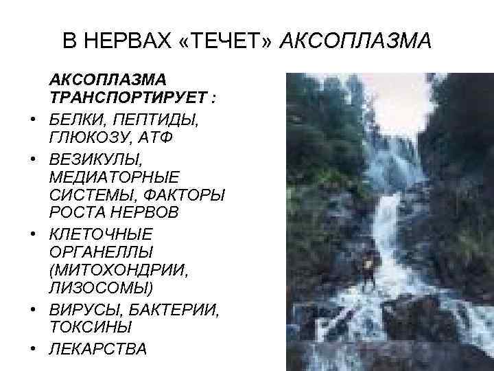 В НЕРВАХ «ТЕЧЕТ» АКСОПЛАЗМА • • • АКСОПЛАЗМА ТРАНСПОРТИРУЕТ : БЕЛКИ, ПЕПТИДЫ, ГЛЮКОЗУ, АТФ