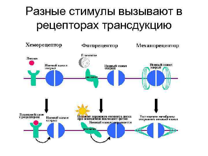 Разные стимулы вызывают в рецепторах трансдукцию 