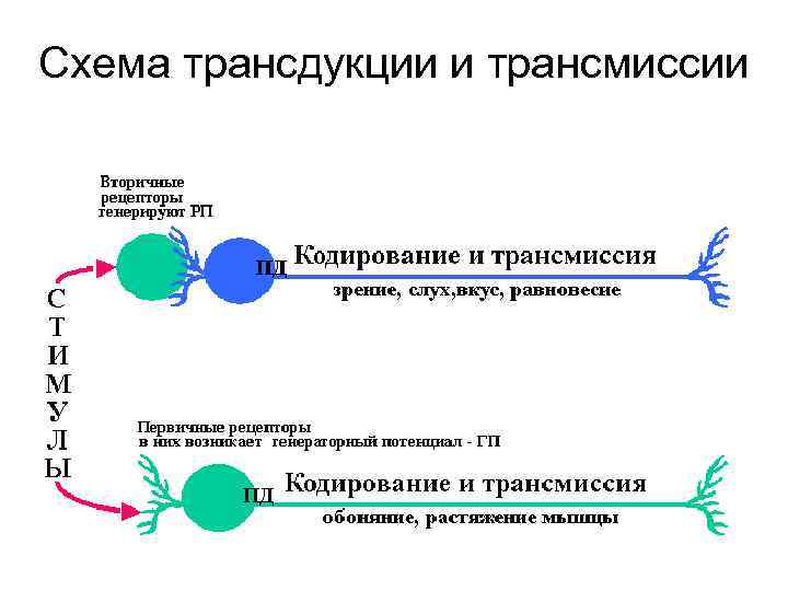 Схема трансдукции и трансмиссии 