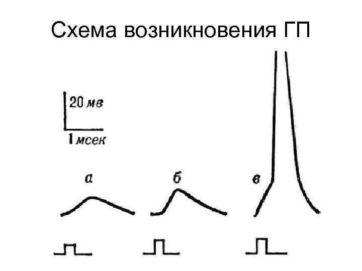 Схема возникновения ГП 