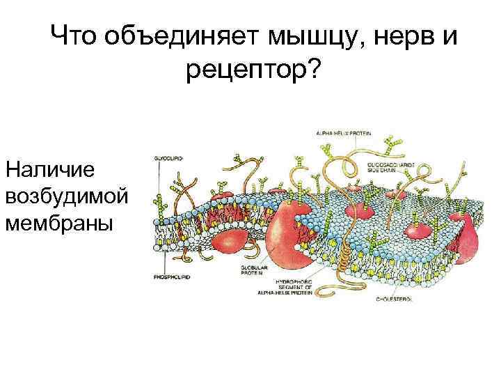 Что объединяет мышцу, нерв и рецептор? Наличие возбудимой мембраны 