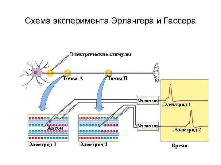 Схема эксперимента Эрлангера и Гассера 