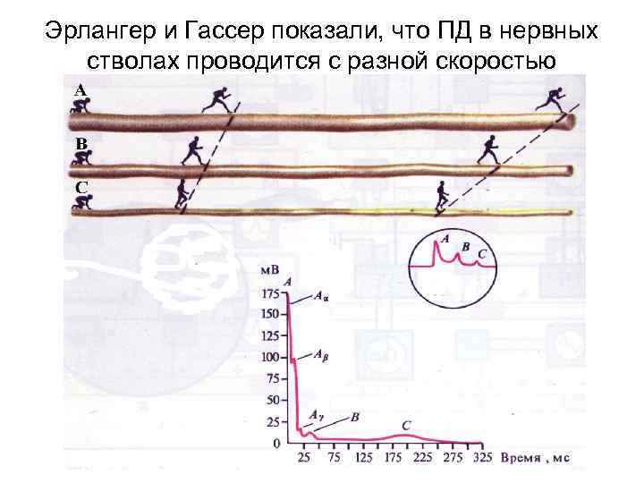 Эрлангер и Гассер показали, что ПД в нервных стволах проводится с разной скоростью 
