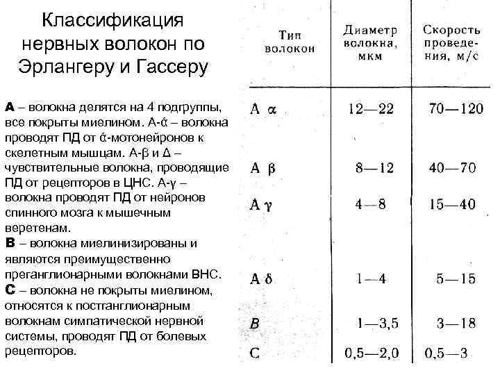 Классификация нервных волокон по Эрлангеру и Гассеру А – волокна делятся на 4 подгруппы,