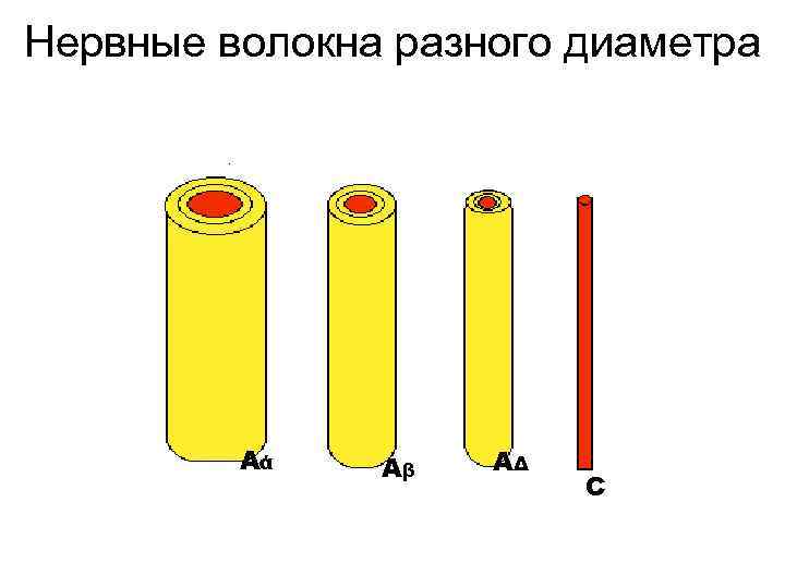Нервные волокна разного диаметра Аά Аβ АΔ С 