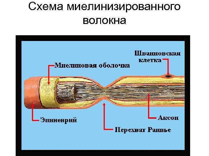 Схема миелинизированного волокна 