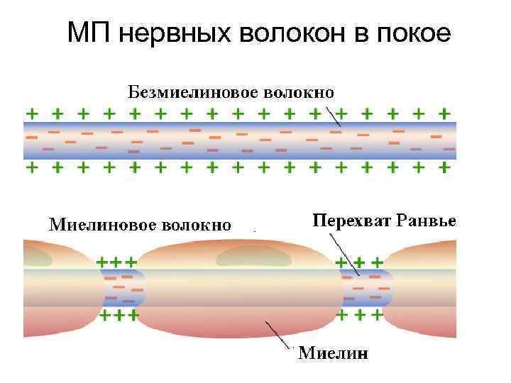 МП нервных волокон в покое 