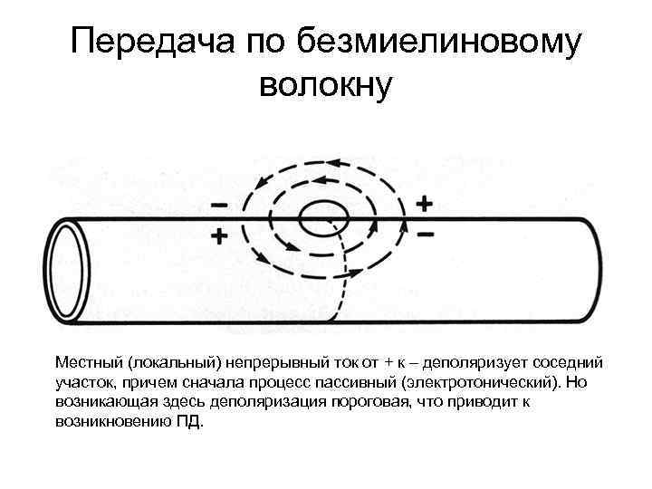 Передача по безмиелиновому волокну Местный (локальный) непрерывный ток от + к – деполяризует соседний