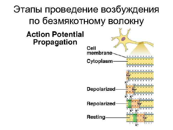 Этапы проведение возбуждения по безмякотному волокну 