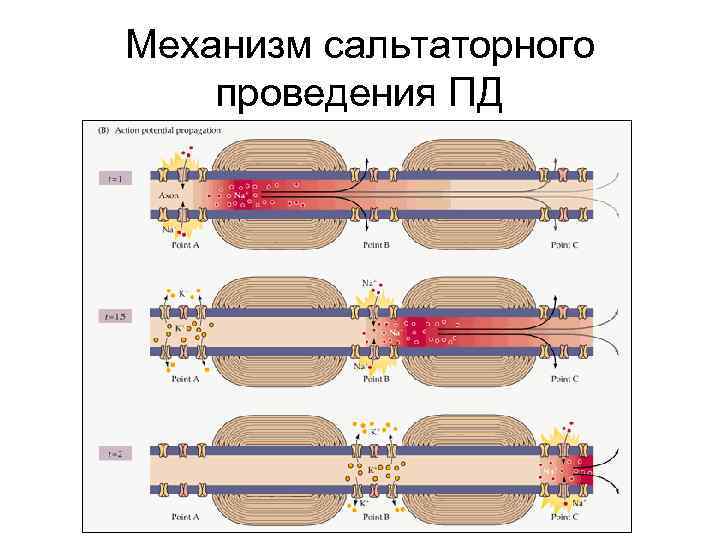 Механизм сальтаторного проведения ПД 