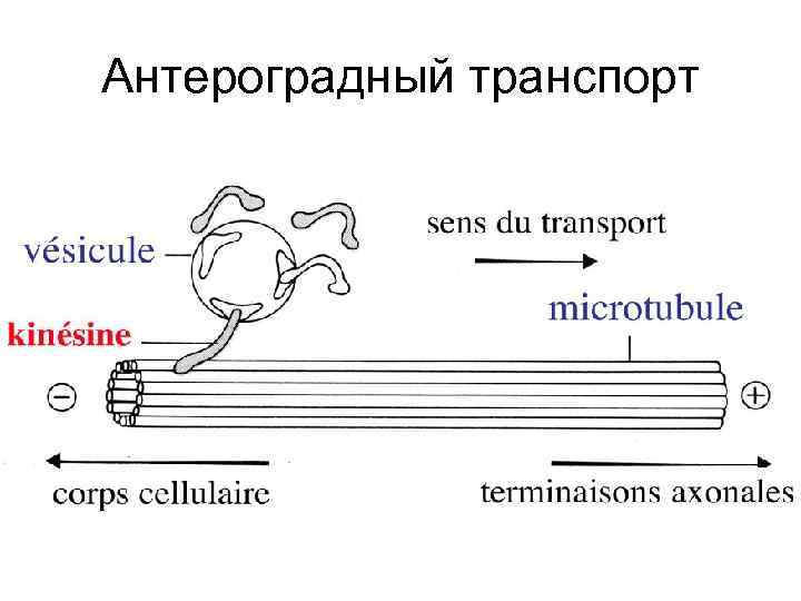 Антероградный транспорт 