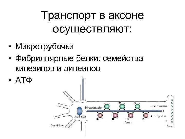 Транспорт в аксоне осуществляют: • Микротрубочки • Фибриллярные белки: семейства кинезинов и динеинов •
