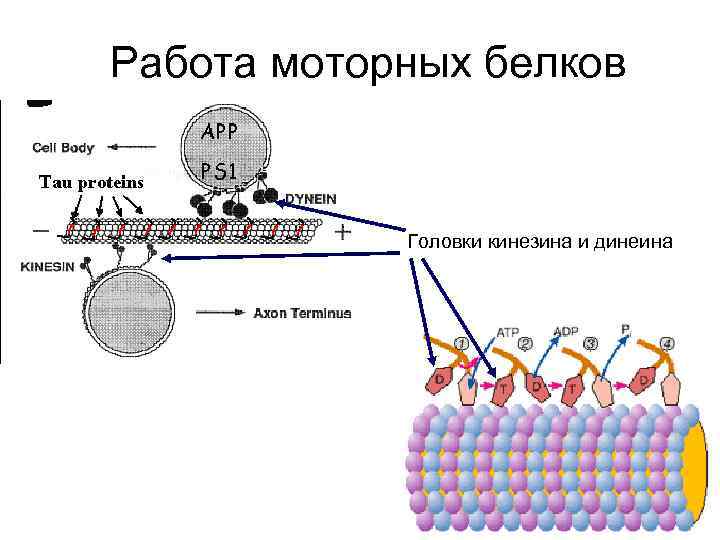 Работа моторных белков Головки кинезина и динеина 