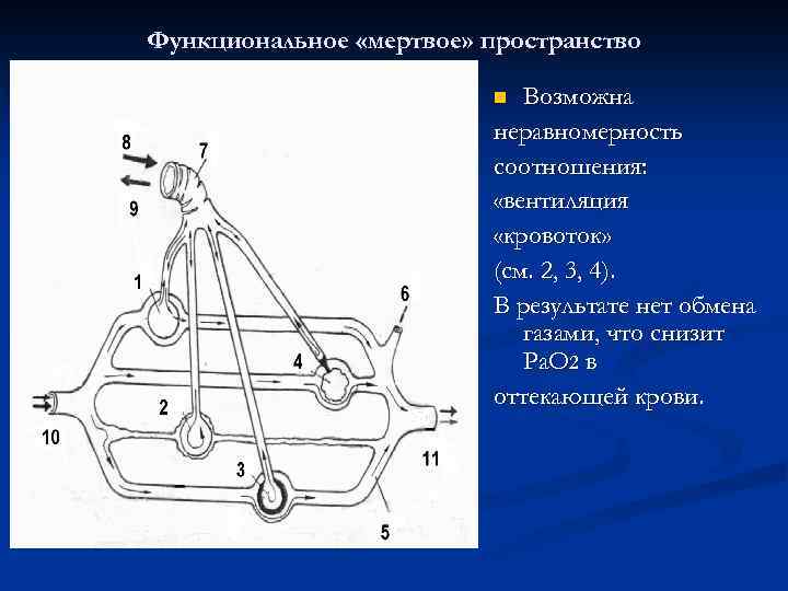 Функциональное «мертвое» пространство Возможна неравномерность соотношения: «вентиляция «кровоток» (см. 2, 3, 4). В результате