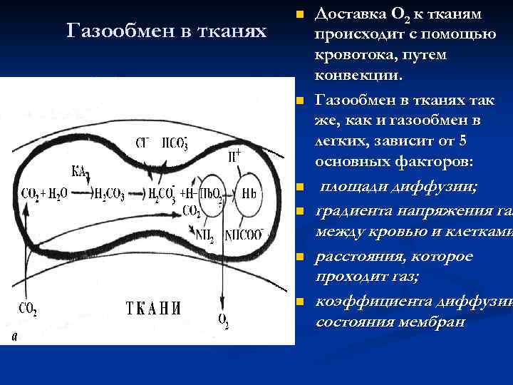 Газообмен в тканях фото