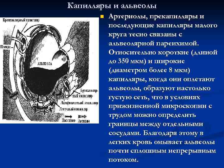 Капилляры и альвеолы n Артериолы, прекапилляры и последующие капилляры малого круга тесно связаны с