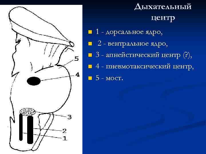 Дыхательный центр n n n 1 - дорсальное ядро, 2 - вентральное ядро, 3