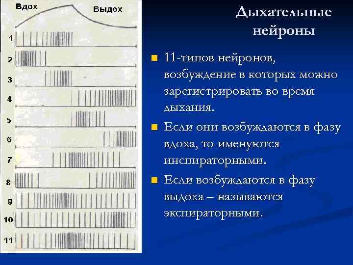 Дыхательные нейроны n n n 11 -типов нейронов, возбуждение в которых можно зарегистрировать во