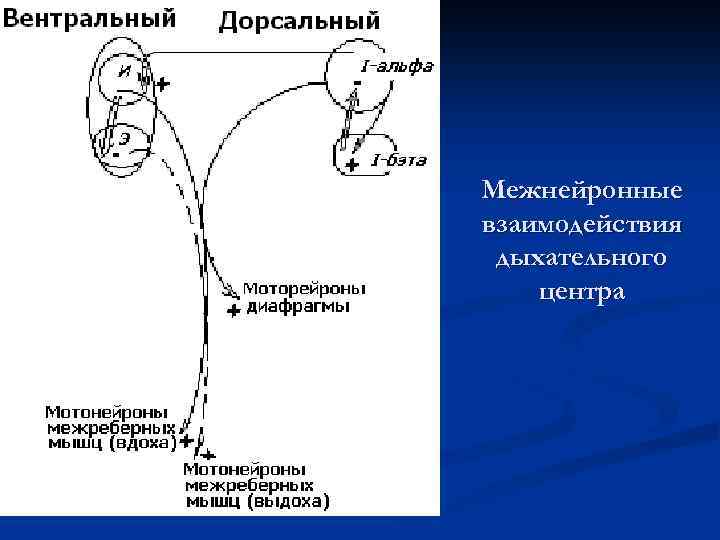Межнейронные взаимодействия дыхательного центра 