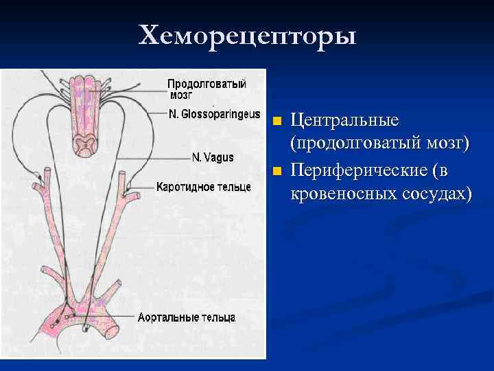 Хеморецепторы n n Центральные (продолговатый мозг) Периферические (в кровеносных сосудах) 