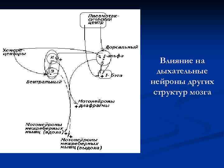 Влияние на дыхательные нейроны других структур мозга 