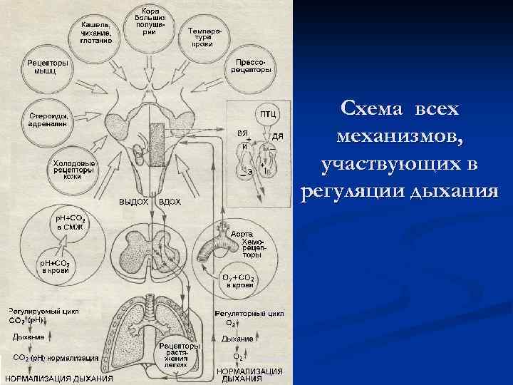 Схема всех механизмов, участвующих в регуляции дыхания 