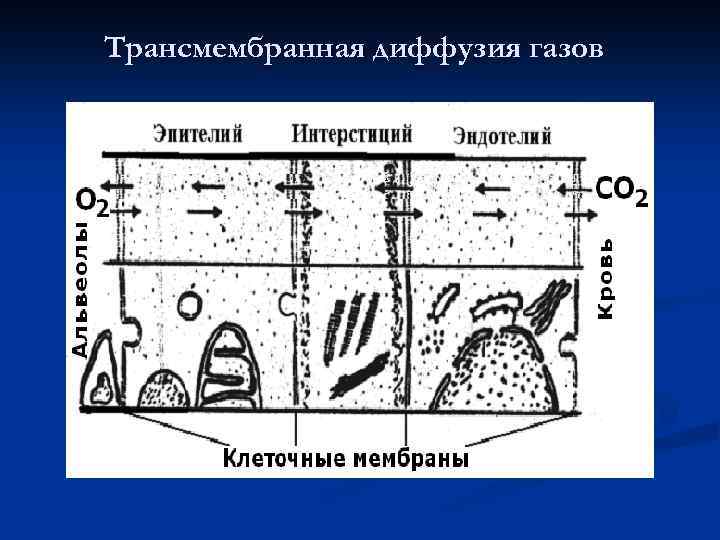 Трансмембранная диффузия газов 