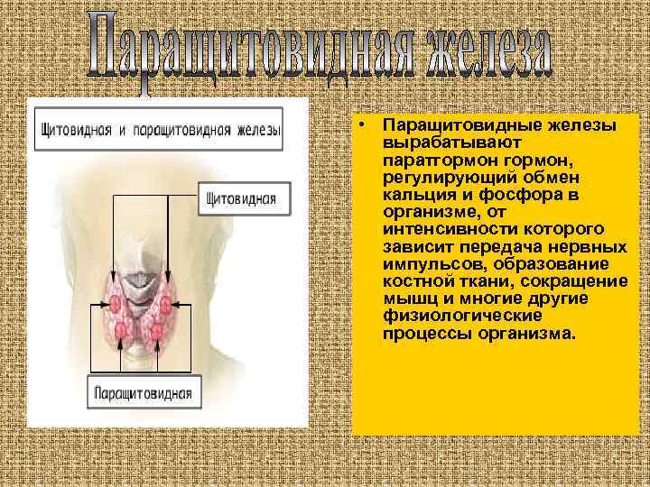  • Паращитовидные железы вырабатывают паратгормон, регулирующий обмен кальция и фосфора в организме, от