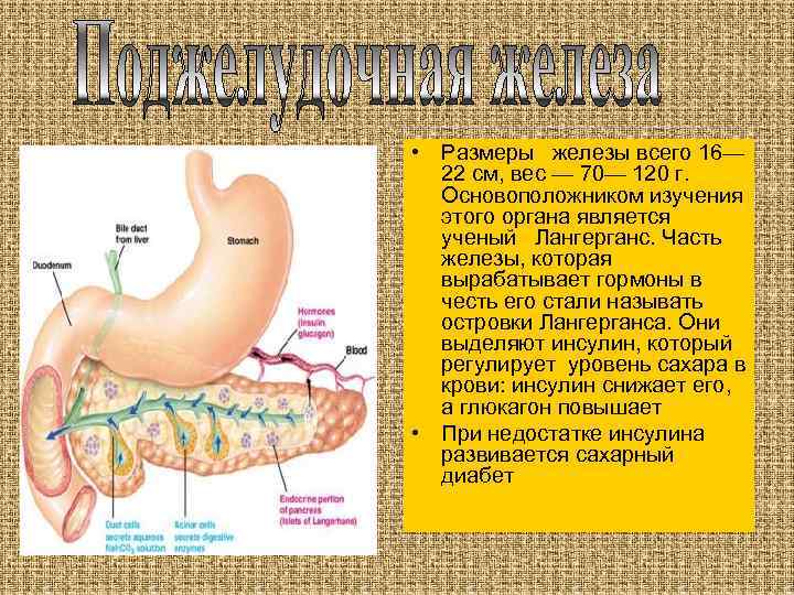  • Размеры железы всего 16— 22 см, вес — 70— 120 г. Основоположником