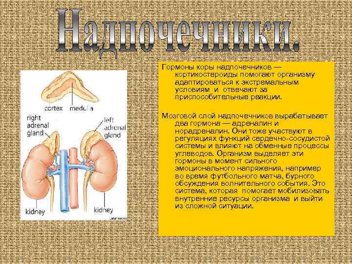 Гормоны коры надпочечников — кортикостероиды помогают организму адаптироваться к экстремальным условиям и отвечают за