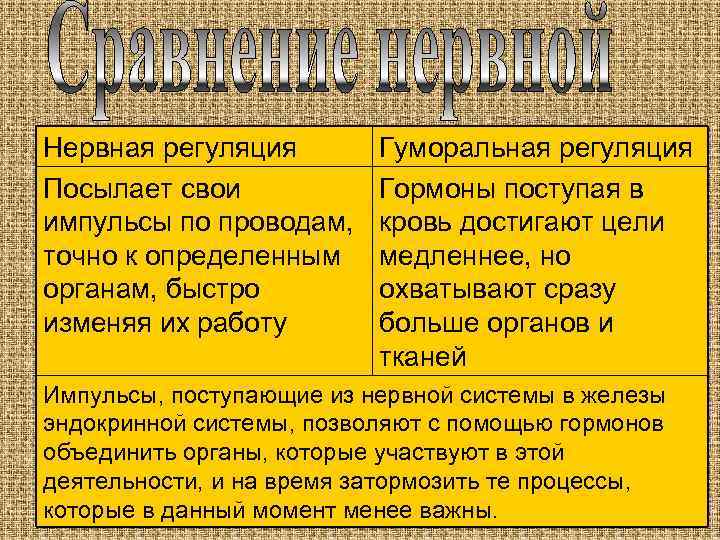 Нервная регуляция Посылает свои импульсы по проводам, точно к определенным органам, быстро изменяя их