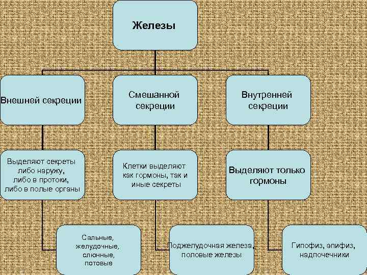 Железы Внешней секреции Смешанной секреции Внутренней секреции Выделяют секреты либо наружу, либо в протоки,