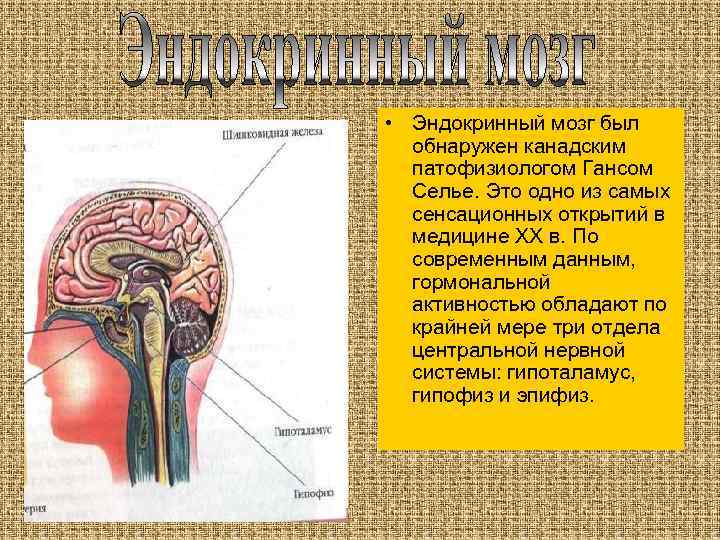  • Эндокринный мозг был обнаружен канадским патофизиологом Гансом Селье. Это одно из самых