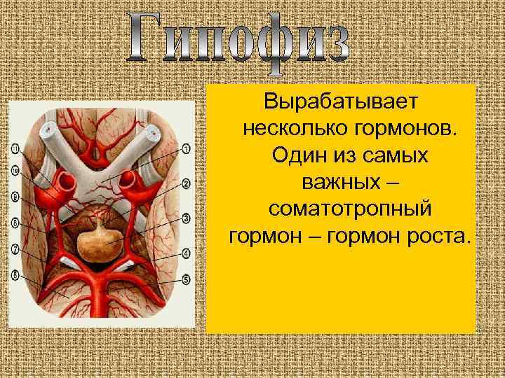 Вырабатывает несколько гормонов. Один из самых важных – соматотропный гормон – гормон роста. 