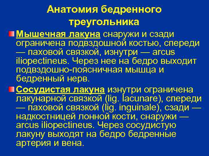 Анатомия бедренного треугольника Мышечная лакуна снаружи и сзади ограничена подвздошной костью, спереди — паховой