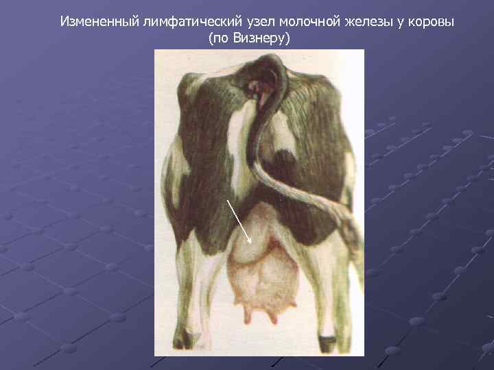 Измененный лимфатический узел молочной железы у коровы (по Визнеру) 
