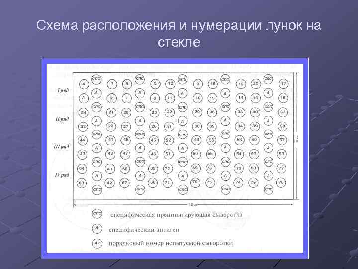 Схема расположения и нумерации лунок на стекле 