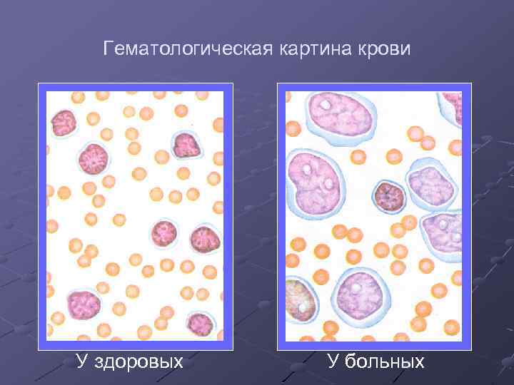 Ветеринарные правила лейкоз