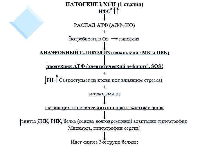 ПАТОГЕНЕЗ ХСН (1 стадия) ИФС РАСПАД АТФ (АДФ+НФ) + потребность в О 2 гипоксия