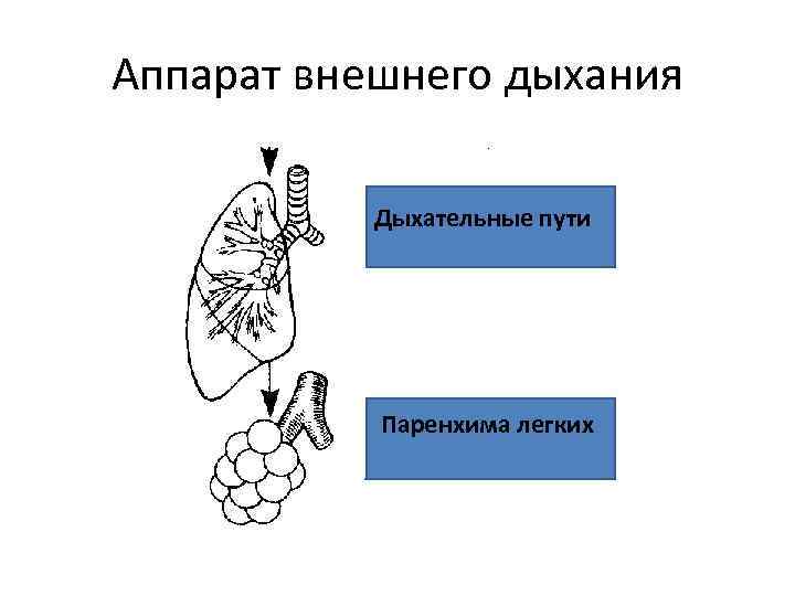 Аппарат внешнего дыхания Дыхательные пути Паренхима легких 