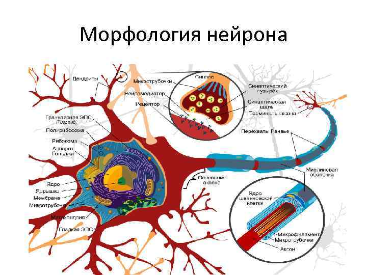 Морфология нейрона 