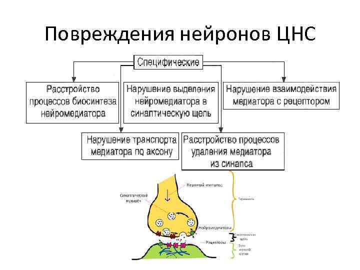 Повреждения нейронов ЦНС 