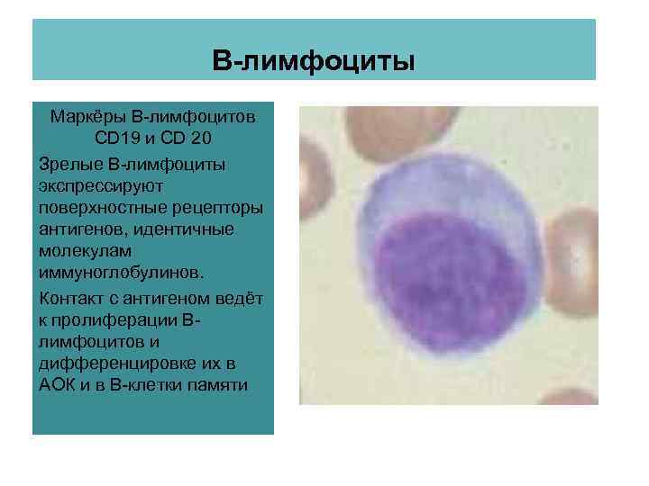В-лимфоциты Маркёры В-лимфоцитов CD 19 и CD 20 Зрелые В-лимфоциты экспрессируют поверхностные рецепторы антигенов,