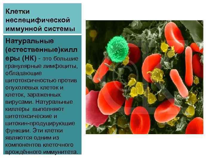 Клетки неспецифической иммунной системы Натуральные (естественные)килл еры (НК) - это большие гранулярные лимфоциты, обладающие