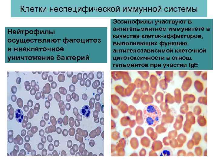 Клетки неспецифической иммунной системы Нейтрофилы осуществляют фагоцитоз и внеклеточное уничтожение бактерий Эозинофилы участвуют в
