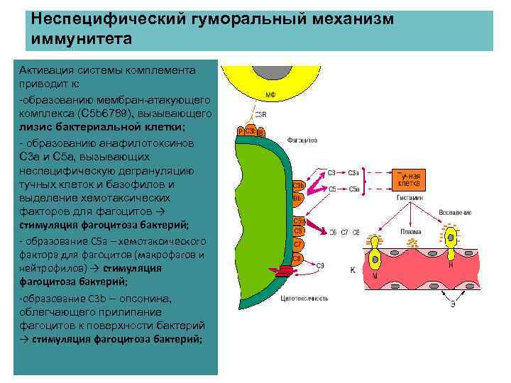 Неспецифический гуморальный механизм иммунитета Активация системы комплемента приводит к: -образованию мембран-атакующего комплекса (С 5