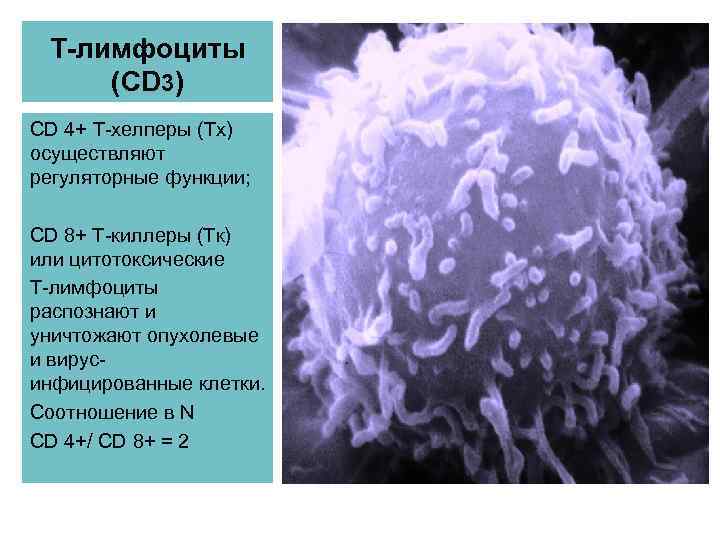 Т-лимфоциты (CD 3) CD 4+ Т-хелперы (Тх) осуществляют регуляторные функции; CD 8+ Т-киллеры (Тк)